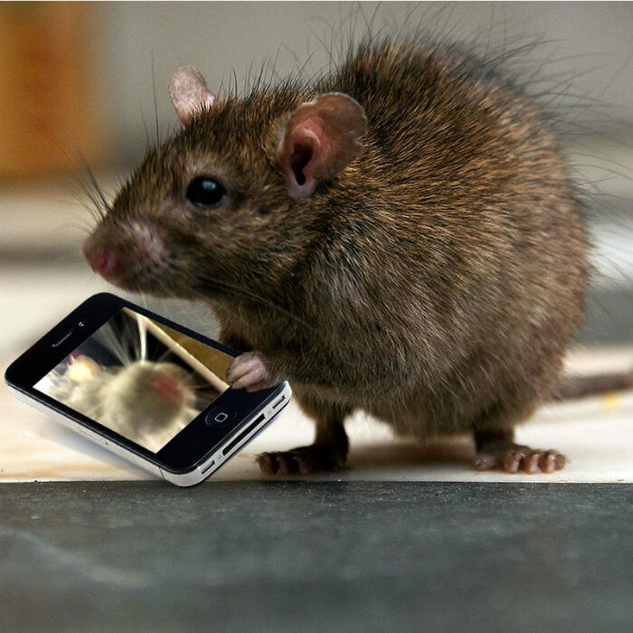 rat-selfie